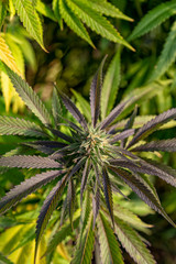 Purple leaves around a fresh bud at an outdoor grow operation.