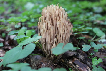 Coral mushroom