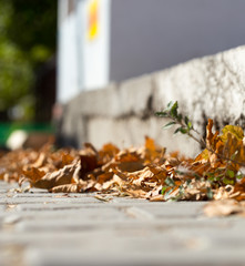 maple leaves sidewalk