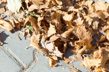 maple leaves sidewalk