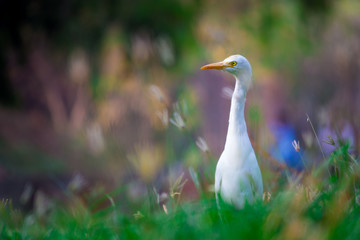 Cattle Egret in the garden in its natural habitat in a soft blurry background.