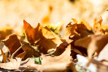 maple leaves sidewalk