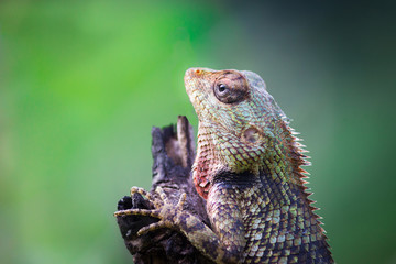 The oriental garden lizard, eastern garden lizard or changeable lizard is an agamid lizard found widely distributed in indo-malaya. It has also been introduced in many other parts.