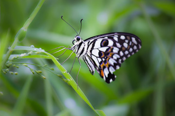 The Common Lime Butterfly sitting on the flower plants in its natural habitat with a nice soft blurry background.