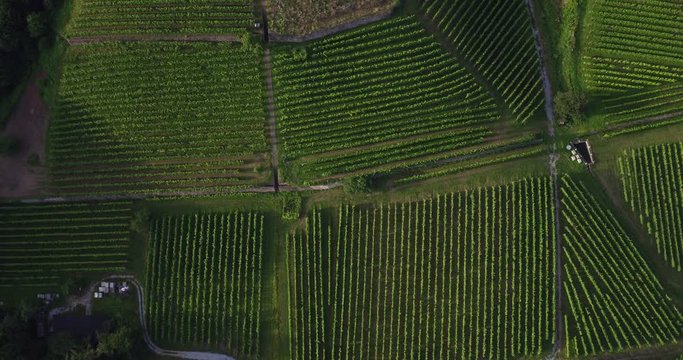 4K Drone aerial Castle Wackerbarth vine plantation
