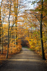 Obraz premium late autumn in a forest