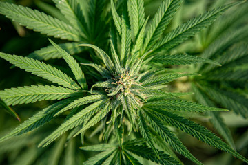 Looking down at a nice healthy looking outdoor marijuana bud.