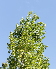 Poplar tree against the sky