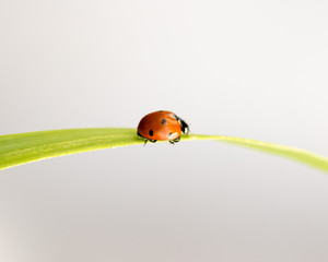 ladybug on grass macro