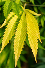 A beautiful yellow marijuana leaf in autumn.
