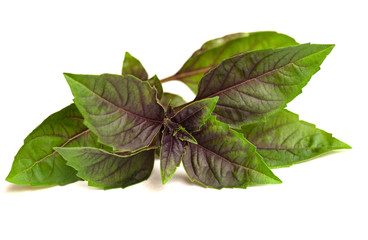 basil isolated on white background