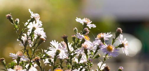 daisy flower in the yard