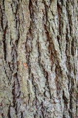 Tree bark