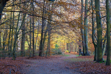 Naklejka premium late autumn in a forest north of Copenhagen