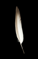 feathers isolated on black background