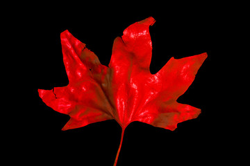 red maple leaves isolated on black background