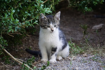 Junges K&auml;tzchen