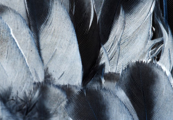 feathers - abstract background