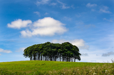 Cookworthy Knapp is a copse near the A30 trunk road in Lifton Devon. A few miles from the Cornish...