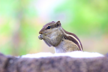 Squirrels are members of the family Sciuridae, a family that includes small or medium-size rodents. The squirrel family includes tree squirrels, ground squirrels, chipmunks, marmots, flying squirrels