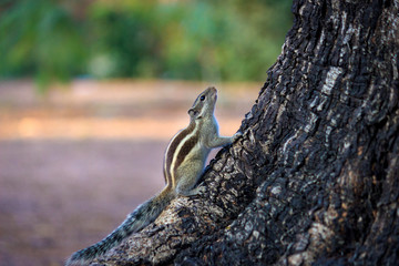 A Squirrel on the tree trunk looking curiously in its natural habitat with a nice soft green blurry background.