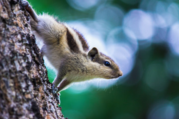 A Squirrel on the tree trunk looking curiously in its natural habitat with a nice soft green blurry background.