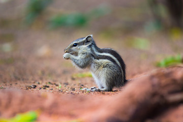 A Squirrel on the tree trunk looking curiously in its natural habitat with a nice soft green blurry background.