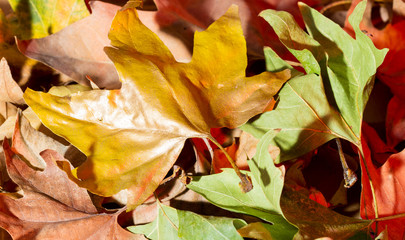 Obraz premium autumn background with maple leaves