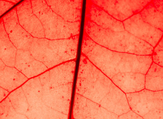 Fototapeta premium Close up of colorful autumnal maple leaf