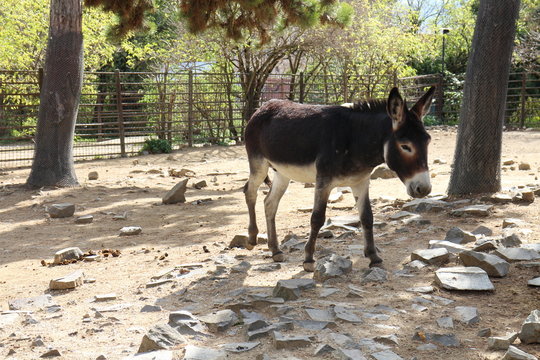 Donkey in zoological garden in Bojnice, Slovakia