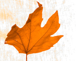 Golden maple leaves on fabric background
