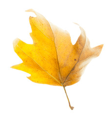 golden maple leaves, isolated on white background