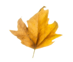 golden maple leaves, isolated on white background