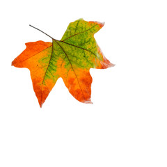 golden maple leaves, isolated on white background