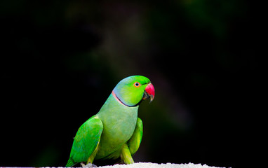 The rose-ringed parakeet, also known as the ring-necked parakeet, is a gregarious tropical Afro-Asian parakeet species that has an extremely large range. The rose-ringed parakeet is sexually dimorphic
