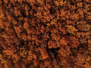 Autumn forest texture