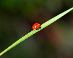 ladybug on grass macro