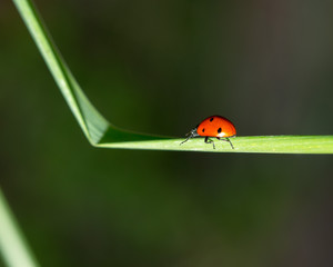 ladybug on grass macro