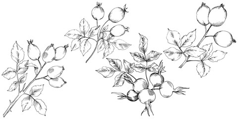 Vector autumn rose hip plant. Plant botanical garden floral foliage. Isolated illustration element. Vector leaf for background, texture, wrapper pattern, frame or border. - 228584340