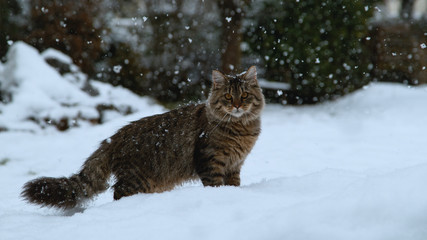 CLOSE UP: Adorable kitty with long brown fur standing in the snowy backyard.