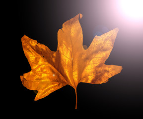 golden maple leaves isolated on black background