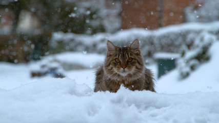 CLOSE UP: Cute young long haired cat lying in the freshly fallen powder snow.