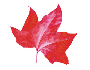 golden maple leaves, isolated on white background