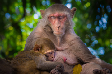  The Mother Monkey with her baby sitting and feeding on the tree in its natural habitat.