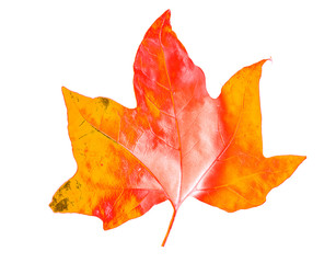golden maple leaves, isolated on white background