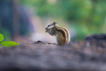 Squirrels are members of the family Sciuridae, a family that includes small or medium-size rodents. The squirrel family includes tree squirrels, ground squirrels, chipmunks, marmots, flying squirrels