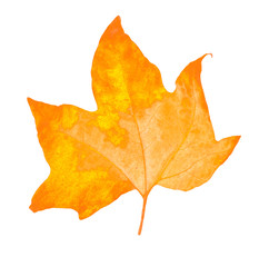 golden maple leaves, isolated on white background