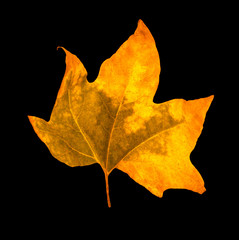 golden maple leaves isolated on black background