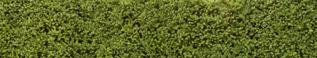 Panorama with leaves. Decorative wall with green twigs.