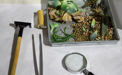 Plants in the box with tools.